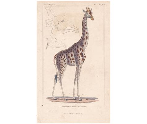 Rare Antique Original Giraffe 1834 George Baron Cuvier Animal Etsy Uk