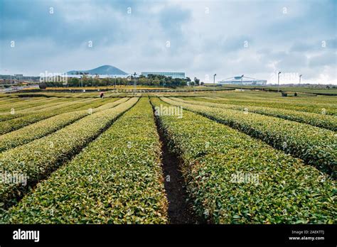 Osulloc Green Tea Field In Jeju Island Korea Stock Photo Alamy