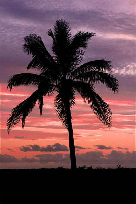 Hawaiian Sunset With Coconut Palm Tree Photograph By Pierre Leclerc