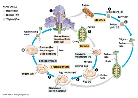 Angiosperm Life Cycle Teaching Biology Biology Lessons Plant Life Cycle