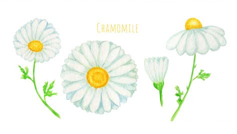 Premium Vector Watercolor Daisy Chamomile Flower Illustration Hand