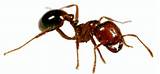Pictures of Fire Ants Natural Control