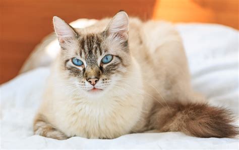 Simple Guidance For You In Birman Cat Breeders Seattle Birman Cat