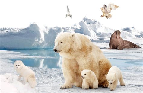 10 Animales Del Polo Norte