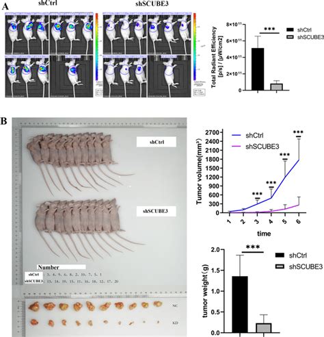 SCUBE3 Promotes HCC Cell Proliferation In Vivo A In Vivo Imaging Of