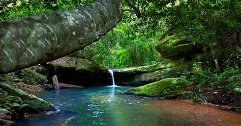 River Forest Moss Waterfall Australia Shrubs Nature Landscape Wallpapers Hd Desktop And