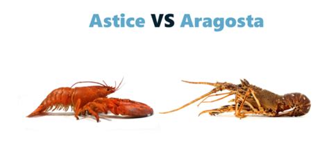 Whom should be used to refer to the object of a verb or preposition. Aragosta e astice: ecco la differenza