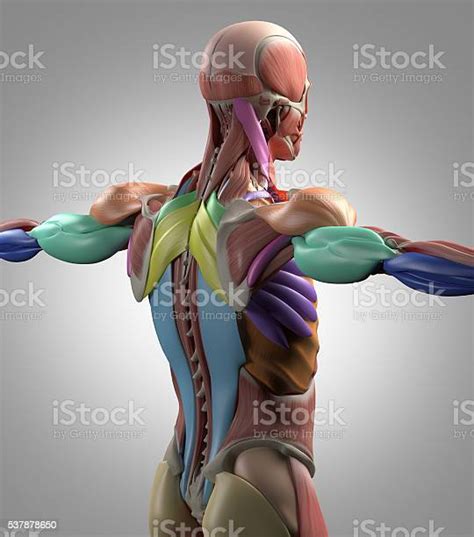 Human Anatomy Muscle Groups Torso Back Color Coded 3d Illustration