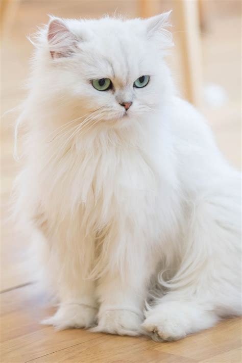 Solid White Persian Cat Vixiadesign