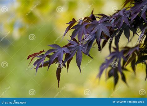 Purple Autumn Leaves Stock Image Image Of Flora Fall 10968921