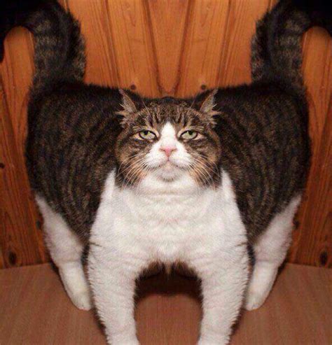 CataC, Arbiter of Balance : Bossfight