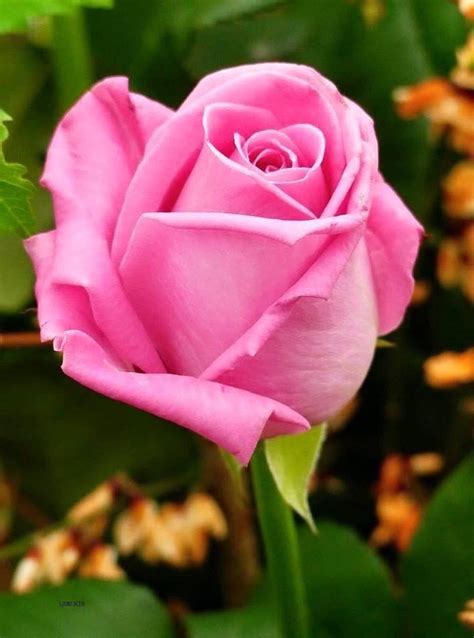 Pin By Мίŕάч Мάŕίά🦋 On Rosas Rose Flower Pictures Rhs Flower Show