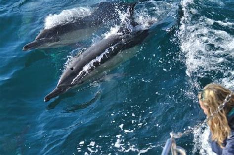 Dolphins Alongside The Southern Right Charters Boat Hermanus Hermanus