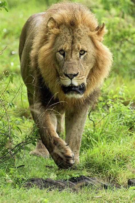 Large Adult Male Lion Walking Photograph By Adam Jones