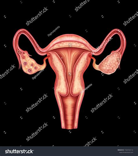 Illustration Female Reproductive System Stock Illustration Shutterstock