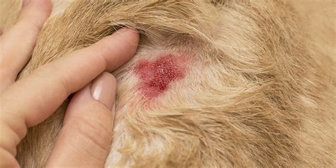 La Dermatite Allergica Sulla Pelle Del Cane Le Pulci Nella Stagione Fredda
