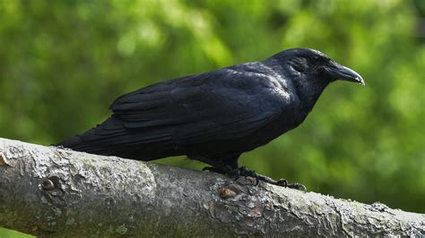 American Crow Overview And Identification