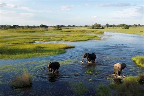 Okavango Delta Africas Most Valuable Wetlands Liquid Giraffe