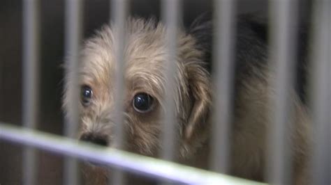 Over 300 Dogs Are Rescued In Puppy Mill Raid But Wait It Gets Better