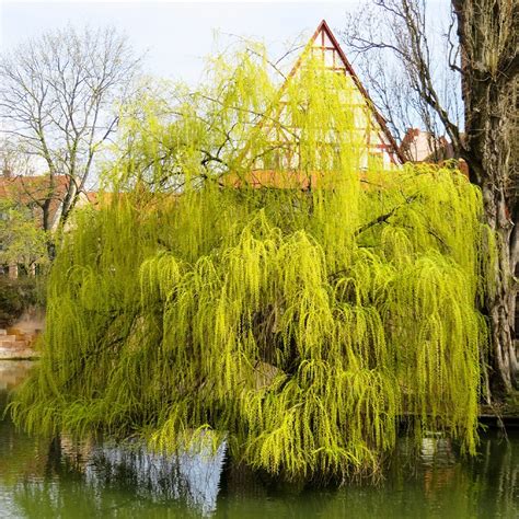 Weeping Willow Trees For Sale At Ty Ty Nursery