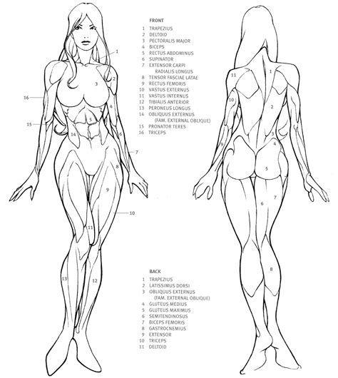 Female Front And Back Human Anatomy Drawing Human Anatomy Art Human