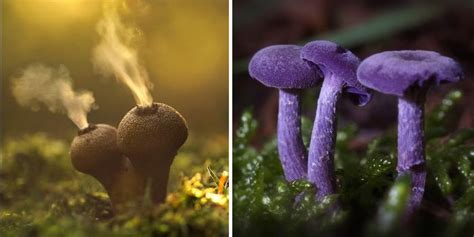 The Mystical World Of Mushrooms Captured In Photos Artofit