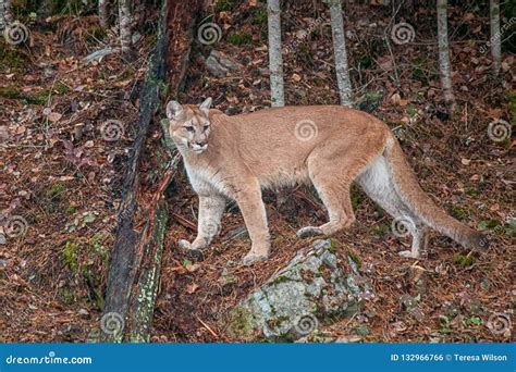 Female Mountain Lion Stock Photo Image Of Feline Tree 132966766