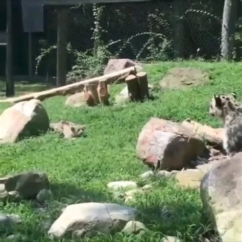 snow leopard mom pretending to be scared when her cub sneaks up on her to encourage them to keep