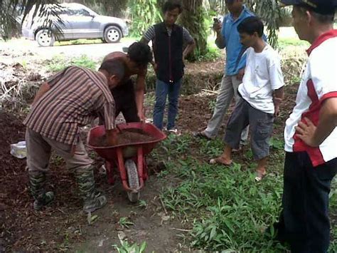 Furadan campur baja urea untuk basmi ulat batang pada tanaman padi.salah satu cara untuk tabur kerana racun furadan merbahaya memerlukan teknik untuk. DOSIS PUPUK UREA PADA TANAMAN KELAPA SAWIT UNTUK LAHAN 2 ...