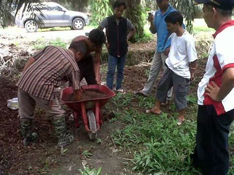 Buah nanas memang banyak mengandung manfaat khususnya untuk kesehatan pada tubuh. DOSIS PUPUK UREA PADA TANAMAN KELAPA SAWIT UNTUK LAHAN 2 ...