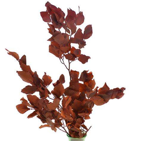 Wholesale Copper Beech Bulk Branches ᐉ Bulk Copper Beech Bulk Branches