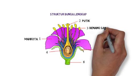 Detail Gambar Bunga Dan Bagian Bagiannya Dan Cara Penyerbukannya Koleksi Nomer 45