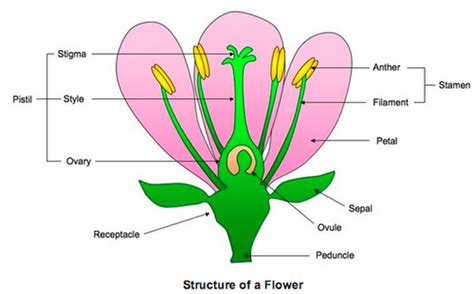 Ib Biology Flowersplants Flashcards Quizlet