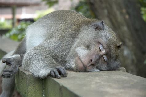 Sleeping Monkey Stock Photo Image Of Laying Face Chimpanzee 470760