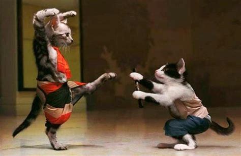 We write essays, research papers, term papers, course works, reviews, theses and more, so our primary mission is to help you succeed academically. 27 Funny Pics of the Crazy, Weird & Blue | Team Jimmy Joe