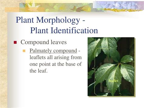Ppt Plant Morphology Plant Identification Powerpoint Presentation Id