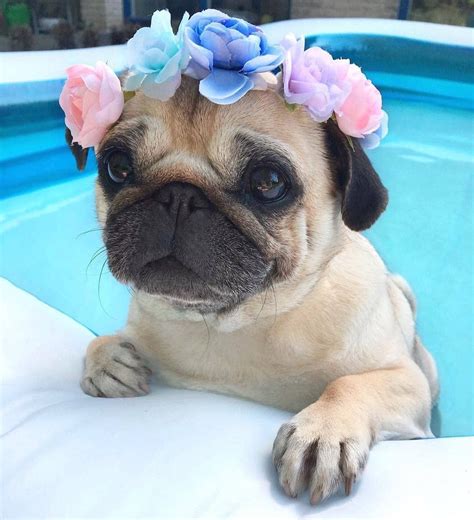 From Shop For Pug Lovers Bio Pug Puppy Cute Dogs And Puppies Cute