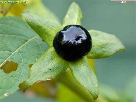 Atropa Belladonna Picture 11 Of 14