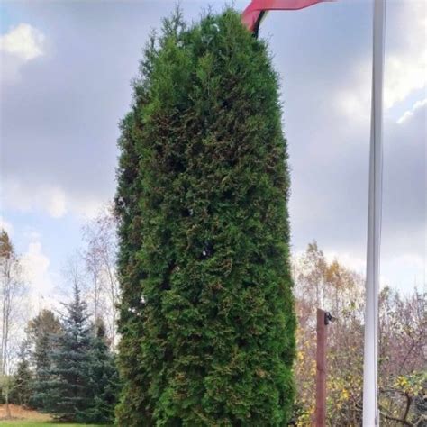 Buy Eastern Arborvitae Pyramidal Thuja Occidentalis Pyramidalis 10