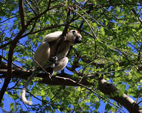 Berenty Reserve, Madagascar | Bradt Guides