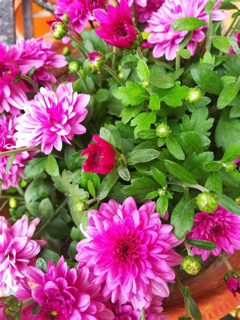 Pink Flowers Plant Pixahive