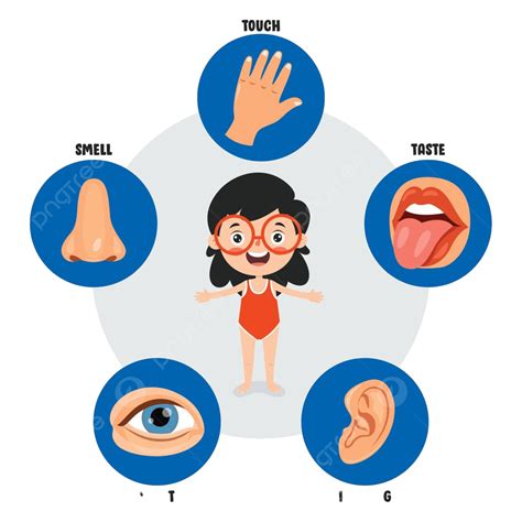 Five Senses Concept With Human Organs Vision Hear Medical Vector