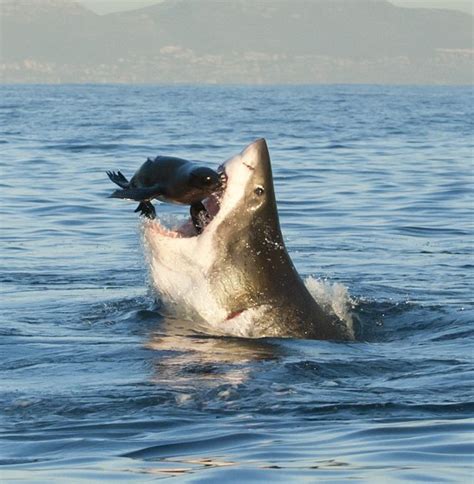 Great White Shark Hunting For Seal National Geographic Photo Contest