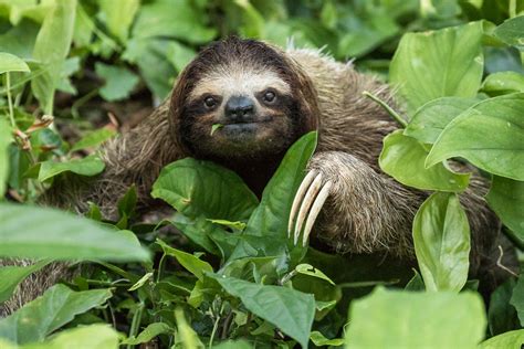 3 Toed Sloth Costa Rica Jh Wild Photo