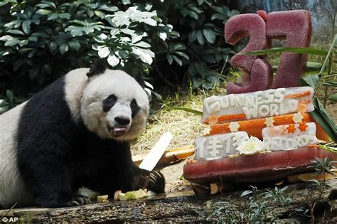 Jia Jia Becomes Worlds Oldest Living Panda In Captivity At 37 In Hong