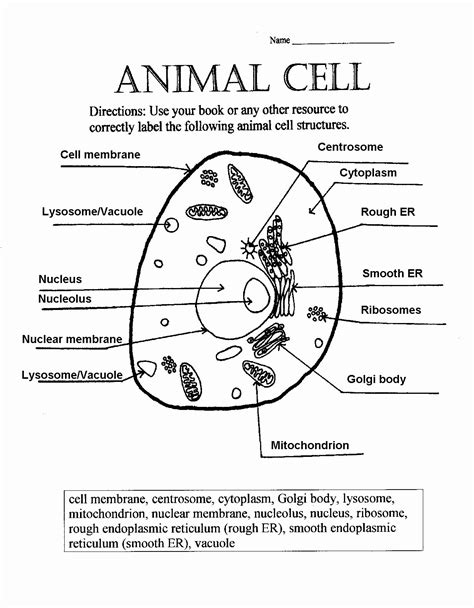 Animal Cell Coloring Page Answer Key Coloring For Kids