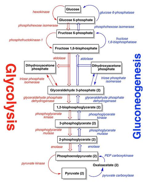 Glycolytic And Gluconeogenic Pathways Phosphoglycerate Kinase
