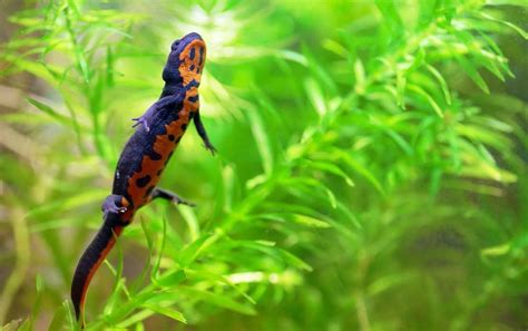 How amphibians breathe | Pocketmags.com