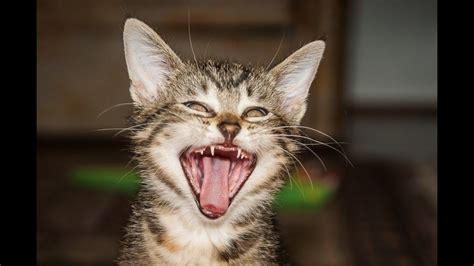 Videos De Gatos Gatos Graciosos Gatos Chistosos Gatos Divertidos