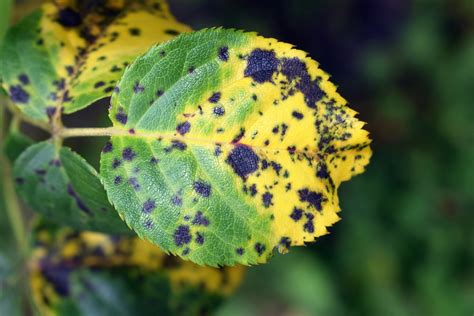 How To Treat Rose Black Spot In Easy Stages Horticulture